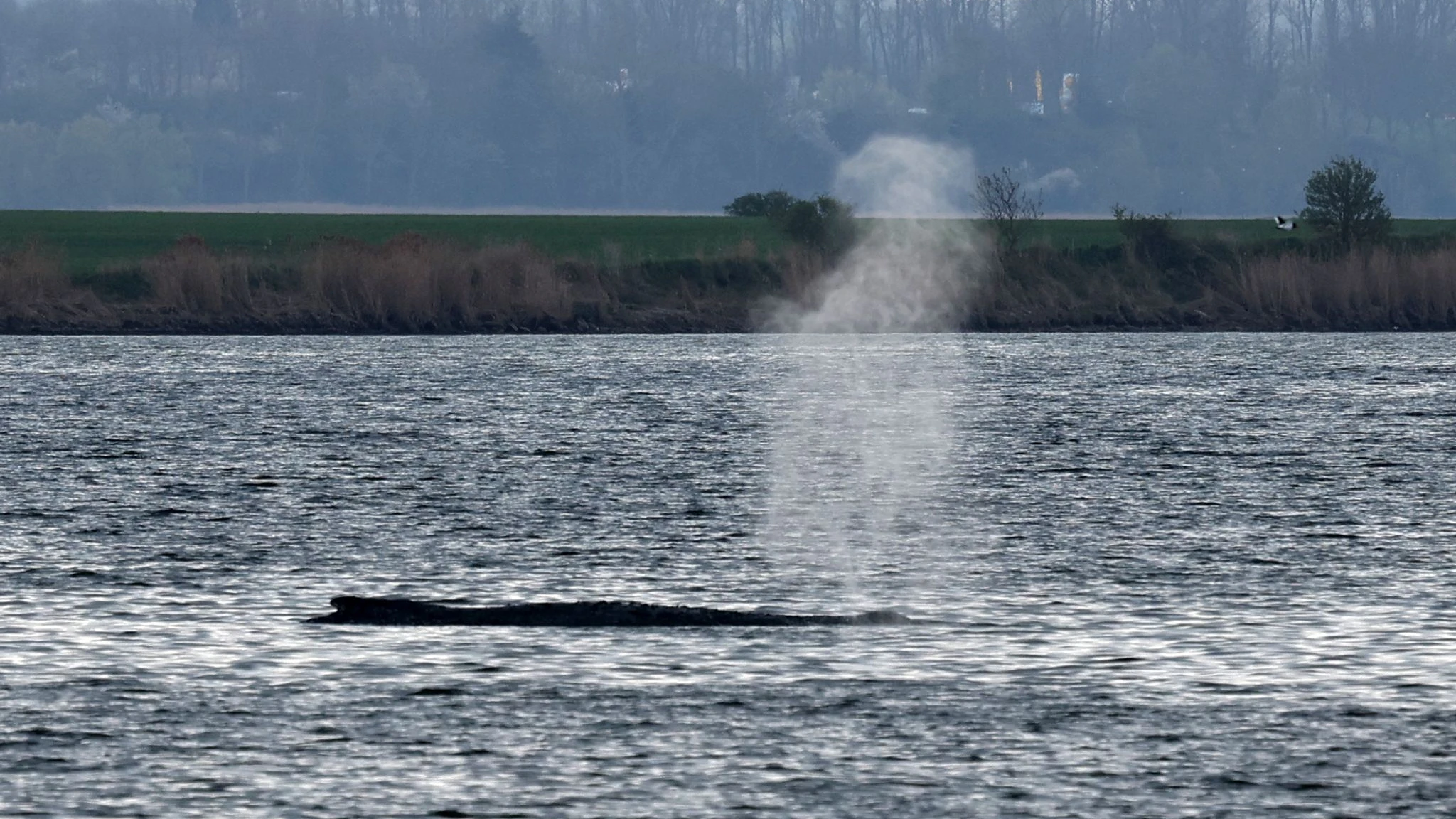 Buckelwal "Timmy" schwimmt wieder – und ist nicht mehr zu sehen.