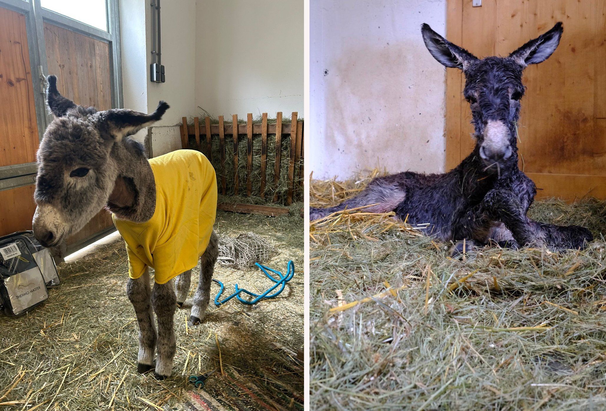 Heute.at - Drama nach Esel-Geburt: Hof kämpft um Lollis Baby