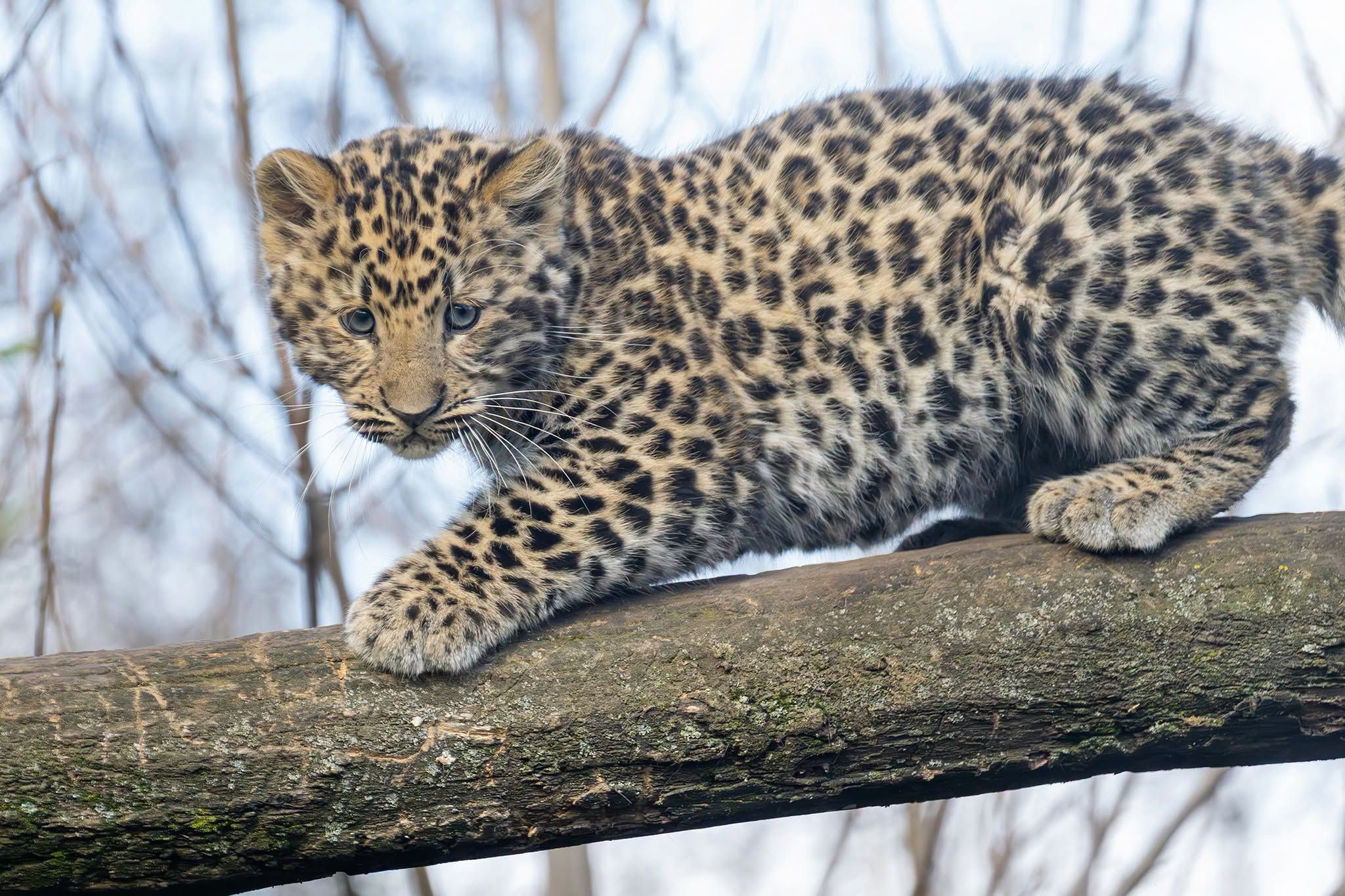 Heute.at - Leoparden-Baby im Zoo ist zurück aus dem Winterschlaf