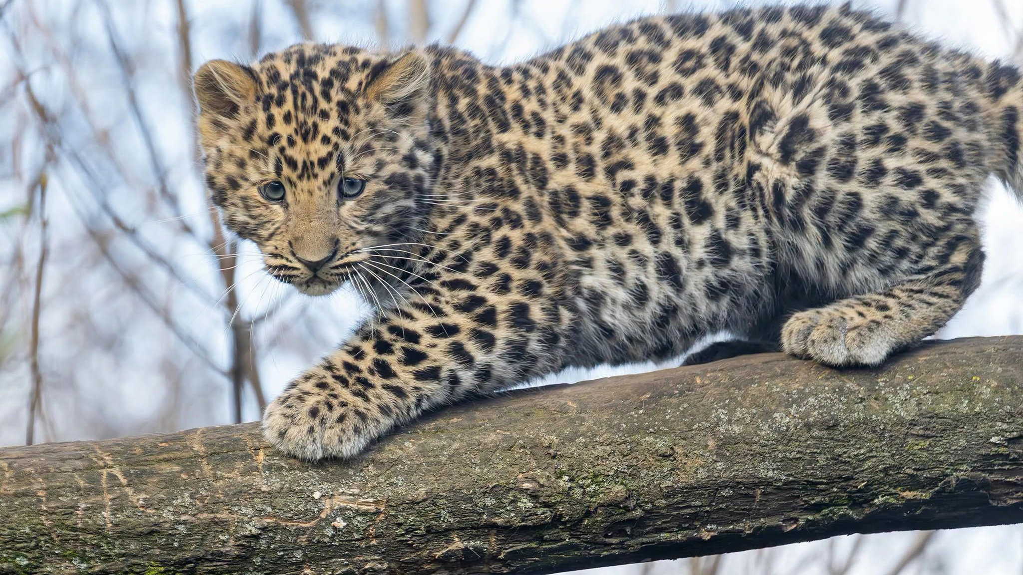 Leopardenbaby hat im Zoo Schönbrunn genug vom Winterschlaf. 
