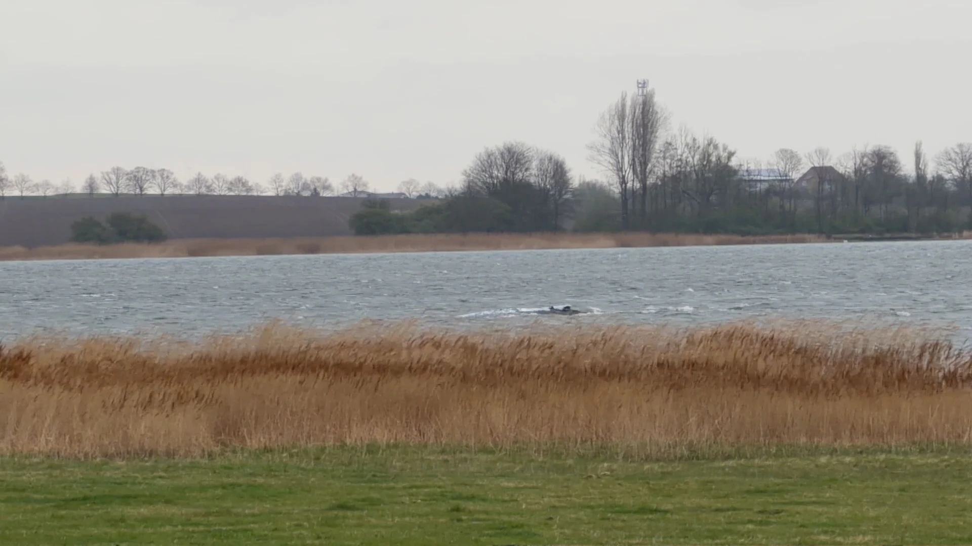 Heute.at - Ostsee-Drama! Wal Timmy hängt schon wieder fest