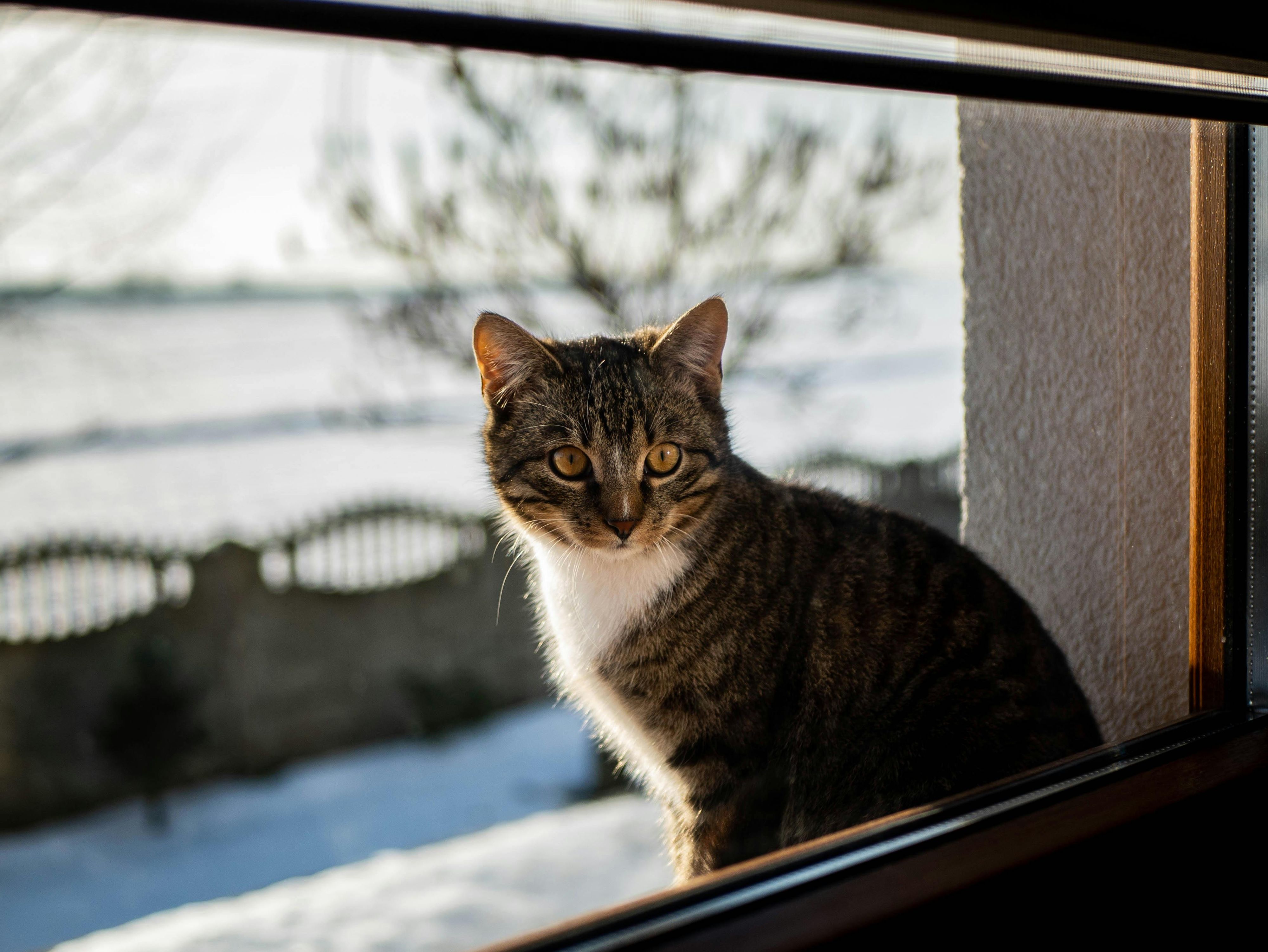 Nur weil eine Katze gerne bei dir rumhängt, darfst du sie nicht behalten.