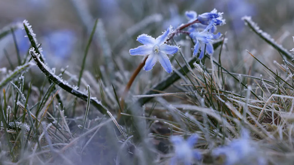 Heute.at - Gröbster Polar-Kelch ergießt sich nach Osteuropa