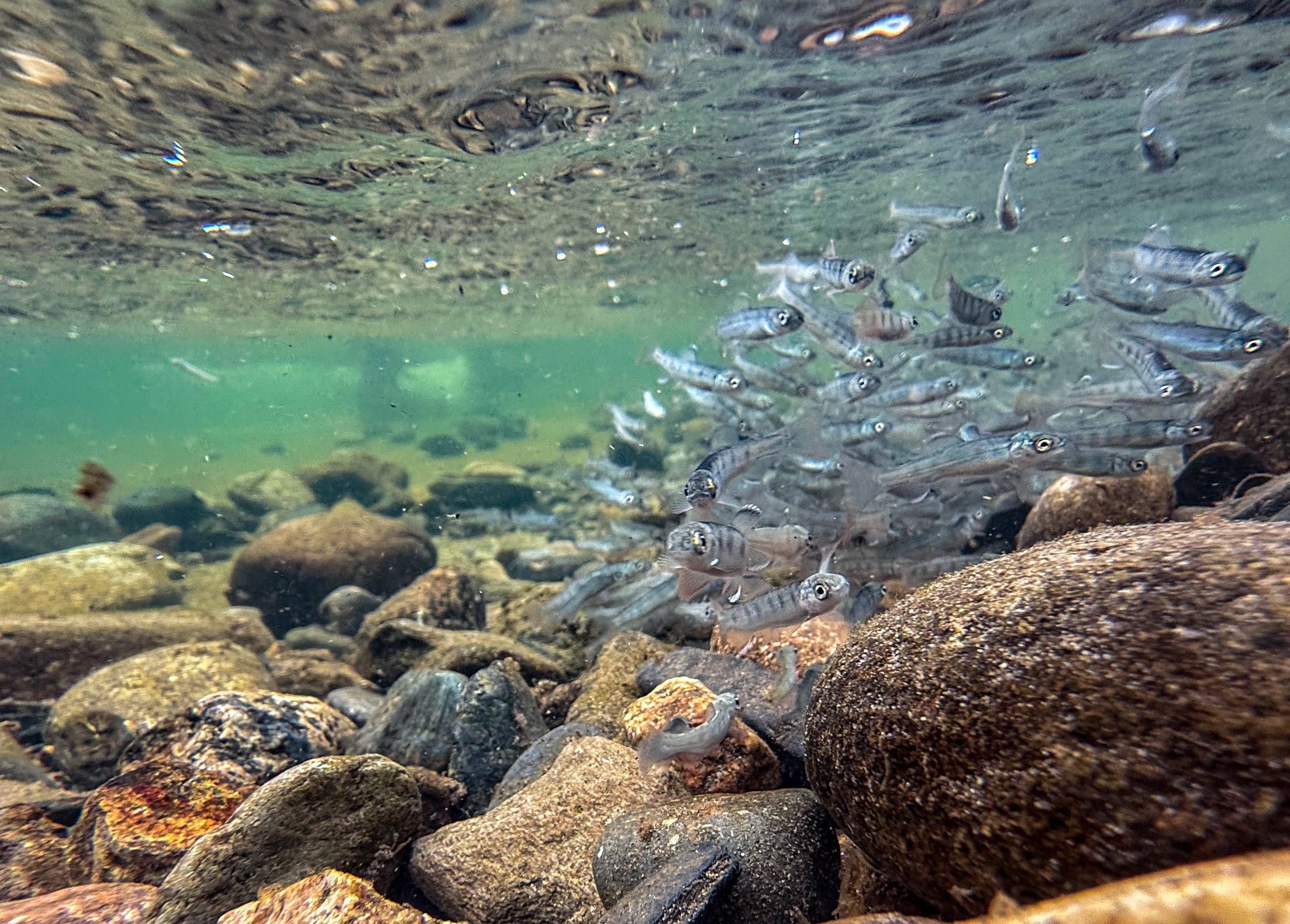 Heute.at - Erhöhte Aktivität – Lachse auf Koks schwimmen weit