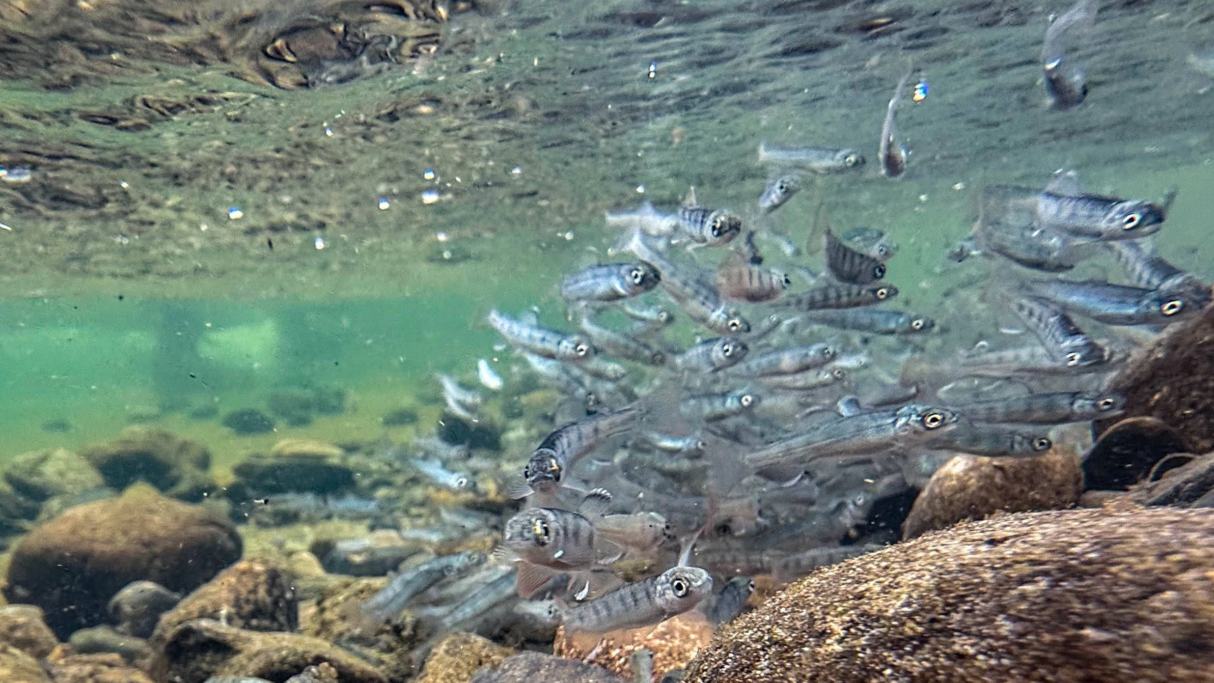 Heute.at - Erhöhte Aktivität – Lachse auf Koks schwimmen weiter