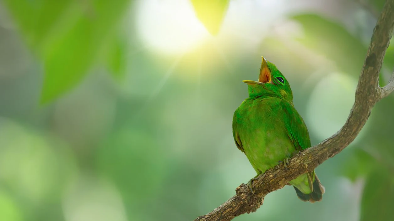 Heute.at - Tschilp Tschilp – Das macht Vogelgezwitscher mit uns
