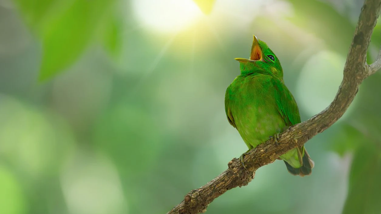 A juvenile green bird,Green broadbill (calyptomena viridis)  resting and yawning while waiting parents.
