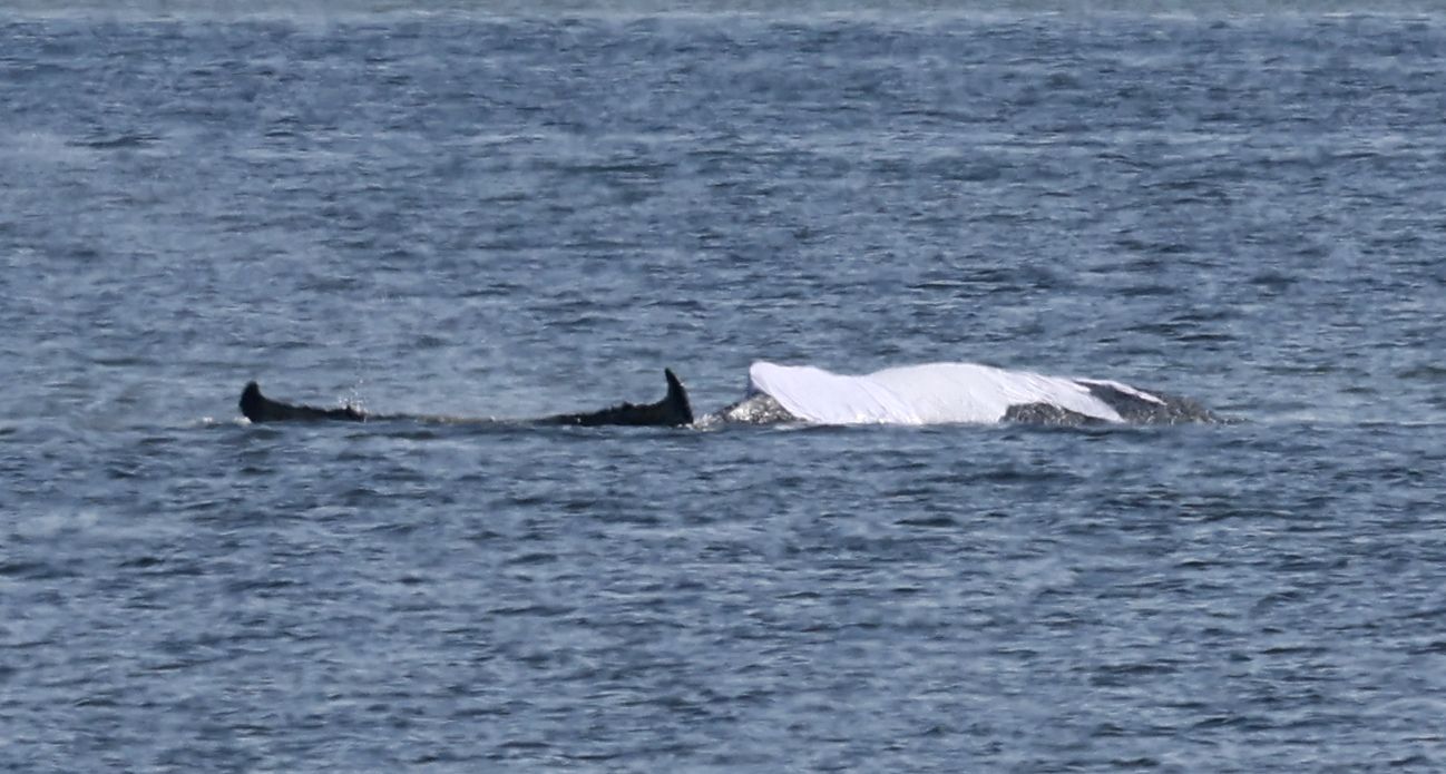 Heute.at - Drama um Timmy – Wal-Körper ragt weiter aus Wasser