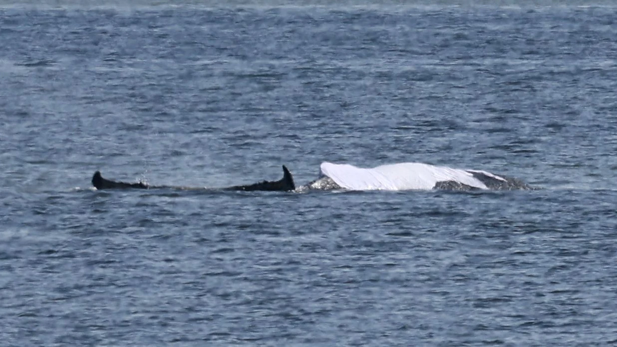 Heute.at - Drama um Timmy – Wal-Körper ragt weiter aus Wasser