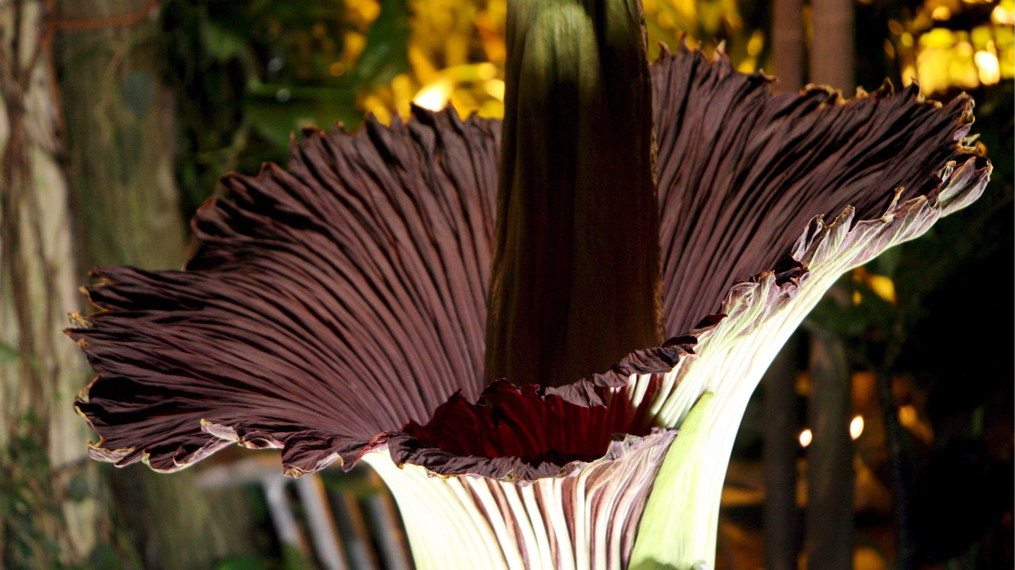 Heute.at - Leichenblume – diese Pflanze stinkt mit Absicht