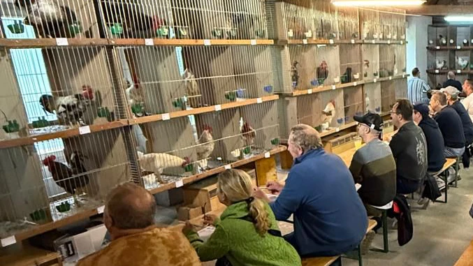 Langjähriger Wettkampf in Schwarzenbach: Welcher Hahn kräht am häufigsten?