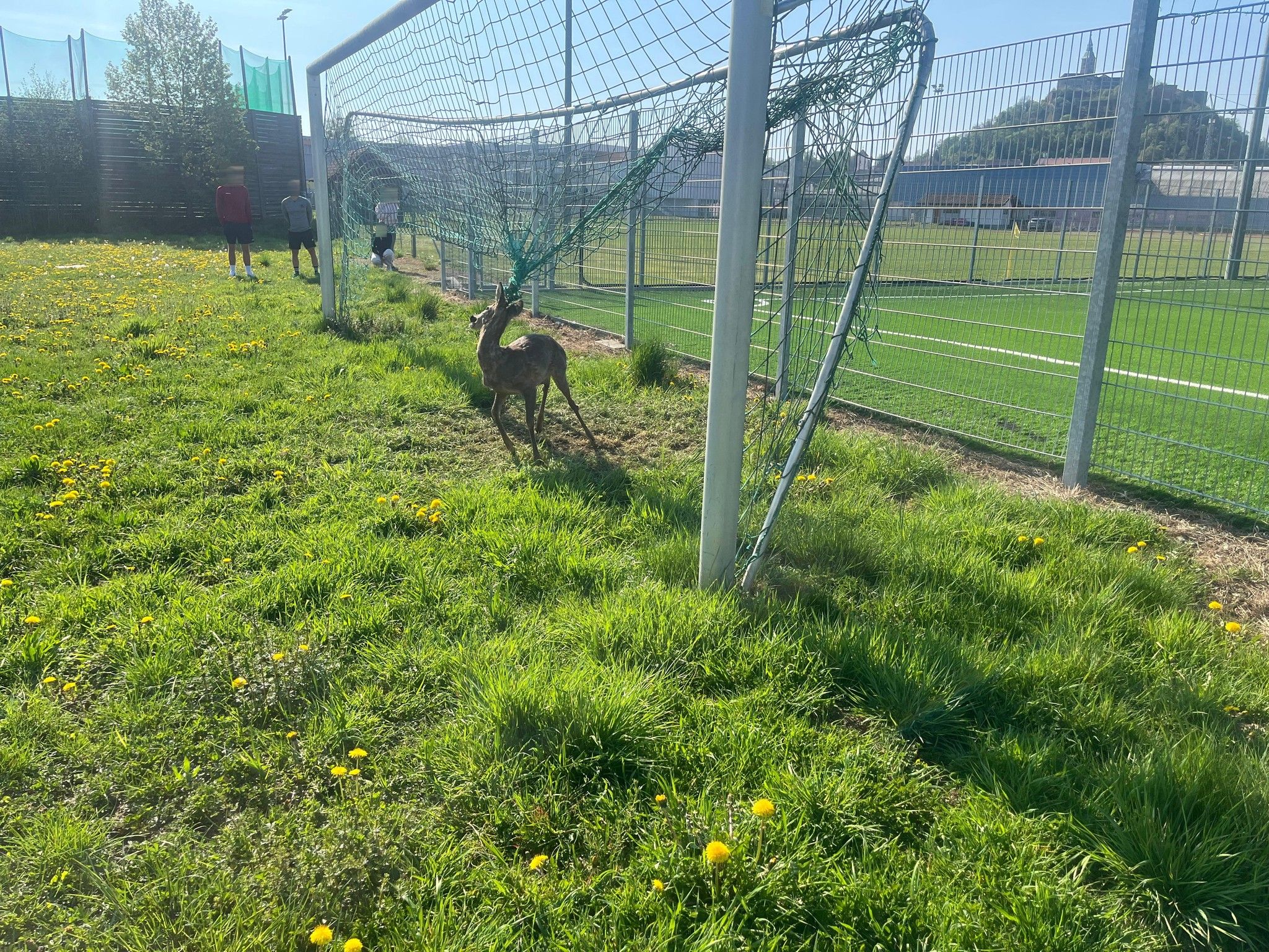 Ein ungewöhnlicher Anblick bot sich am Wochenende einigen Fußballspielern in Güssing: Ein Reh besetzte das Fußballtor.