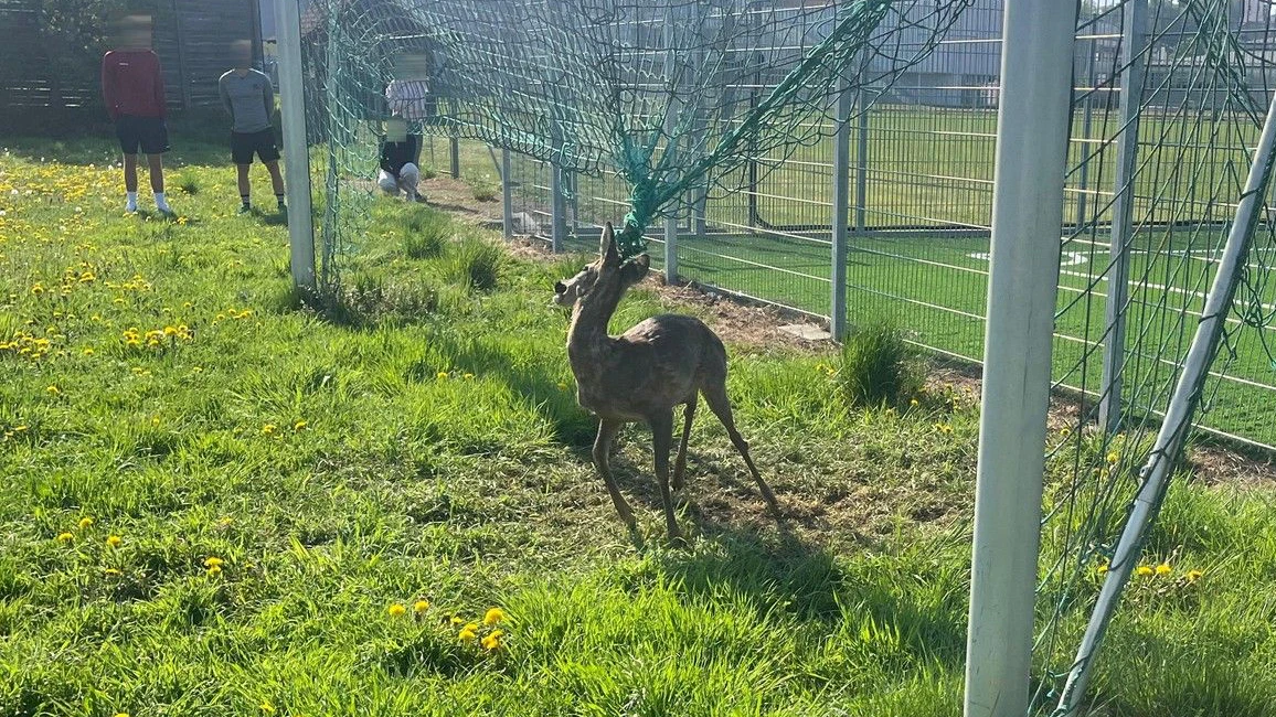 Reh im Fußballtor Güssing