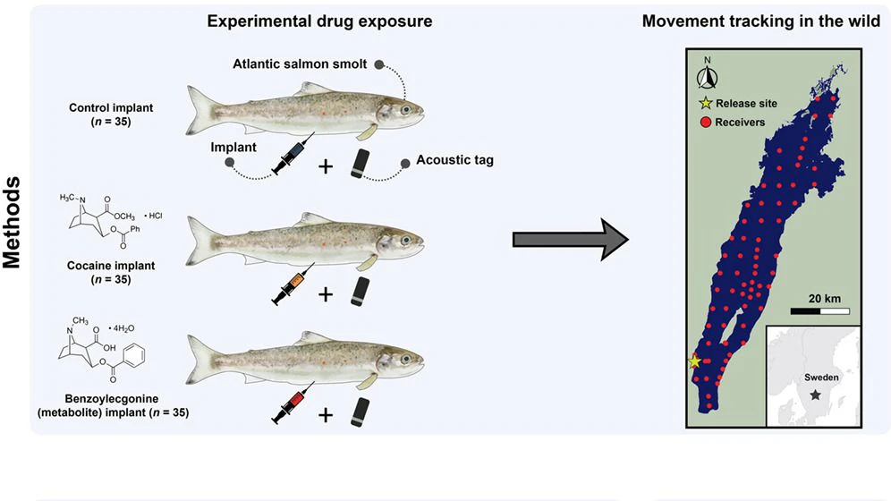 Ablauf des "Drogentests" für Lachse