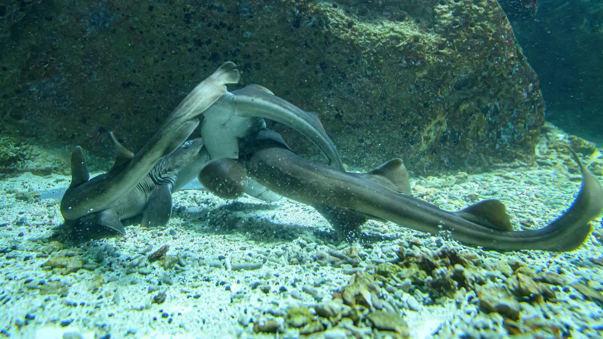 Auch die Paarung der Bambushaie war bereits ein Highlight. 