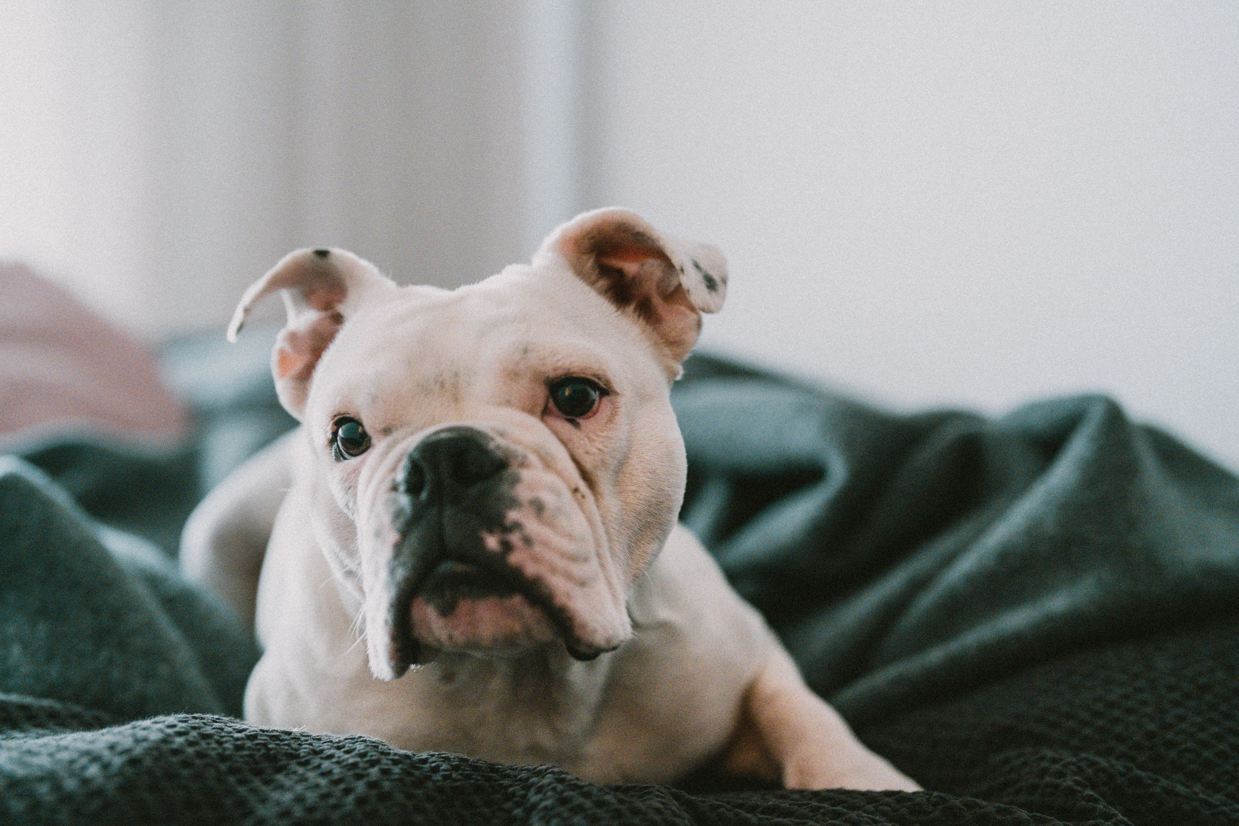 Wo sind die Bulldoggen-Fans? 