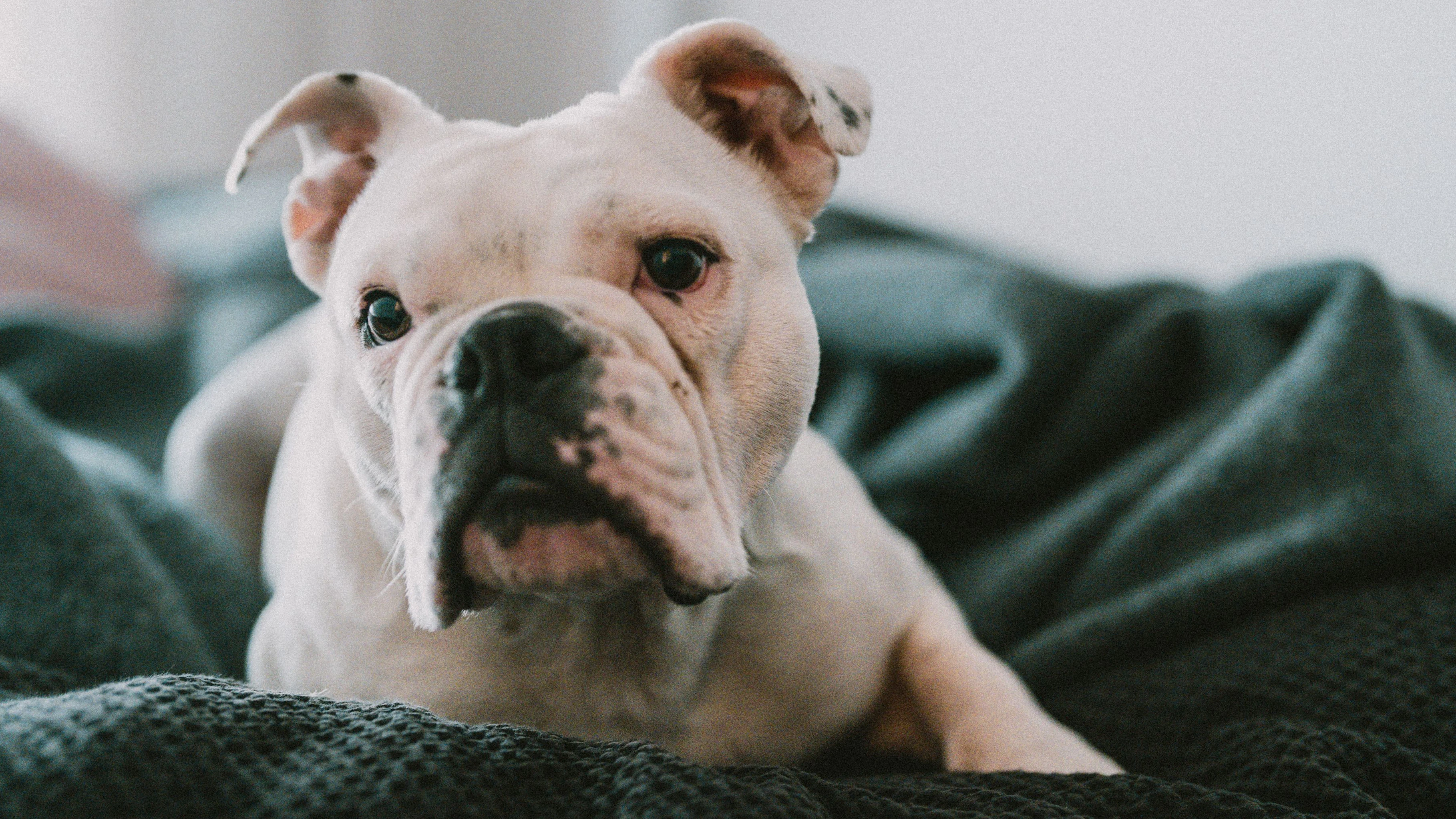 Wo sind die Bulldoggen-Fans? "Harper" aus dem Tierschutz wartet auf ihren Seelenmenschen. 
