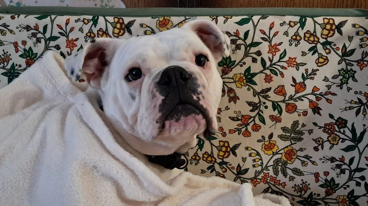 Wir finden, dass "Harper" ein besonders hübsches Exemplar dieser Rasse ist, doch?