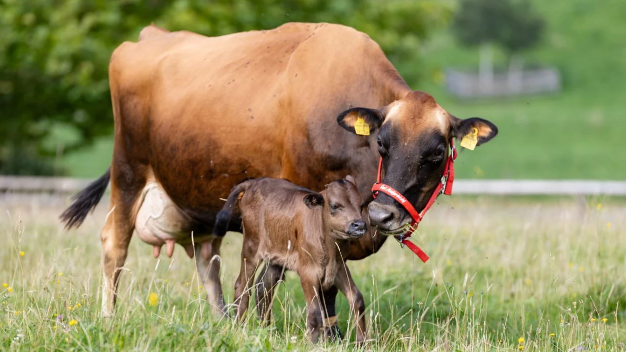 Der Muttertag wird natürlich auch am Gut Aiderbichl ganz groß gefeiert. 