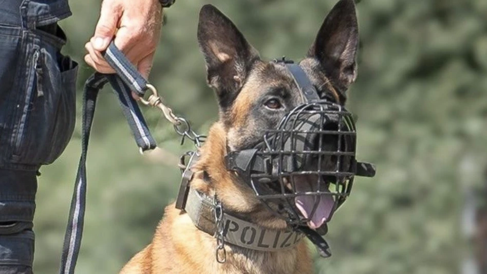 Polizeidiensthund „Hendrix“