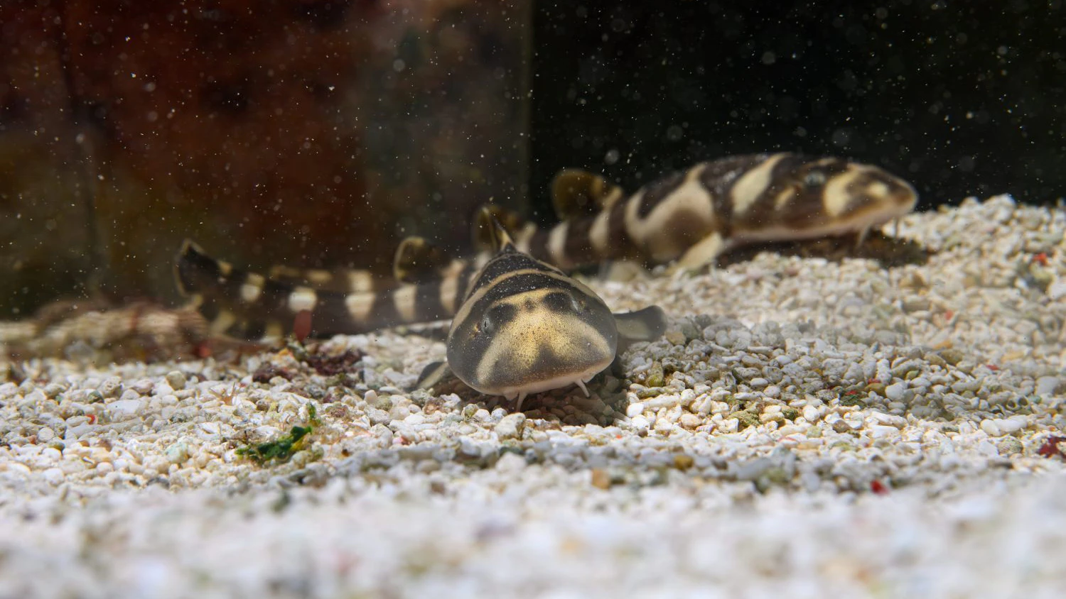 Kurz nach dem Schlüpfen sind die Bambushaie noch wenig "furchterregend". 