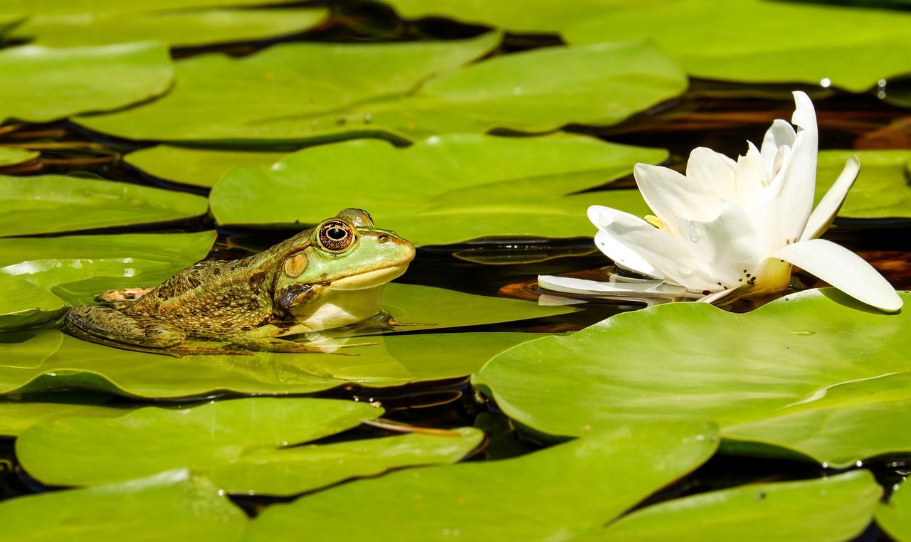 Heute.at - Gartenteich als Todesfalle – das fehlt oft