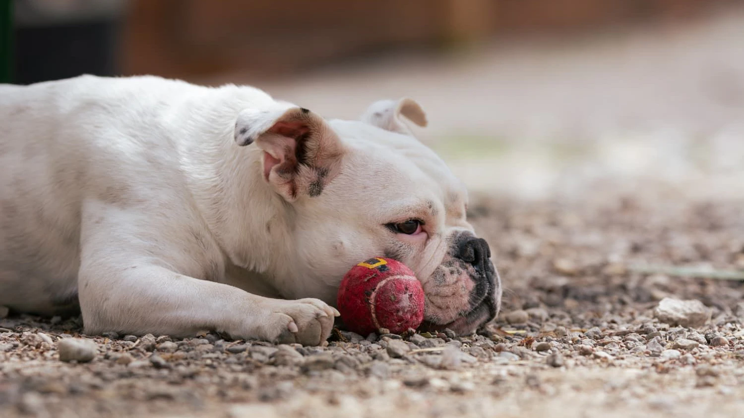 Die kleine "Dicke" schnarcht ein wenig im Schlaf. Wer nicht? 