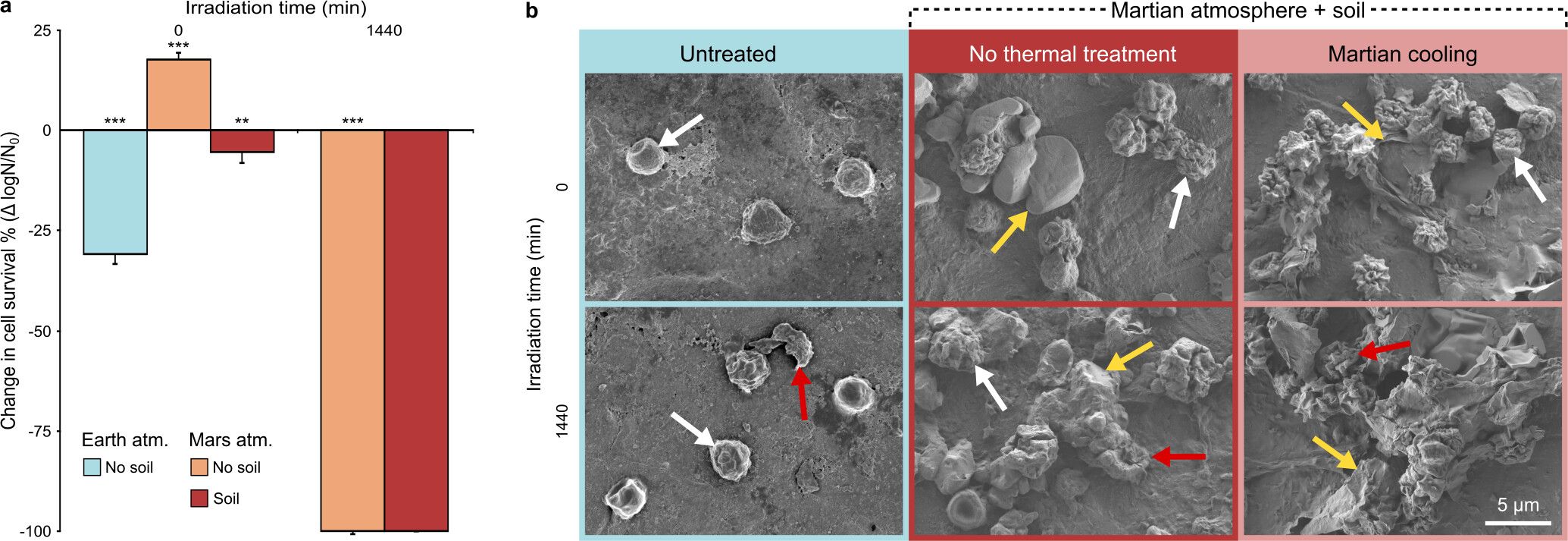 Einfluss simulierter Mars-Temperaturen auf das Überleben und die Morphologie von A. calidoustus-Konidien.