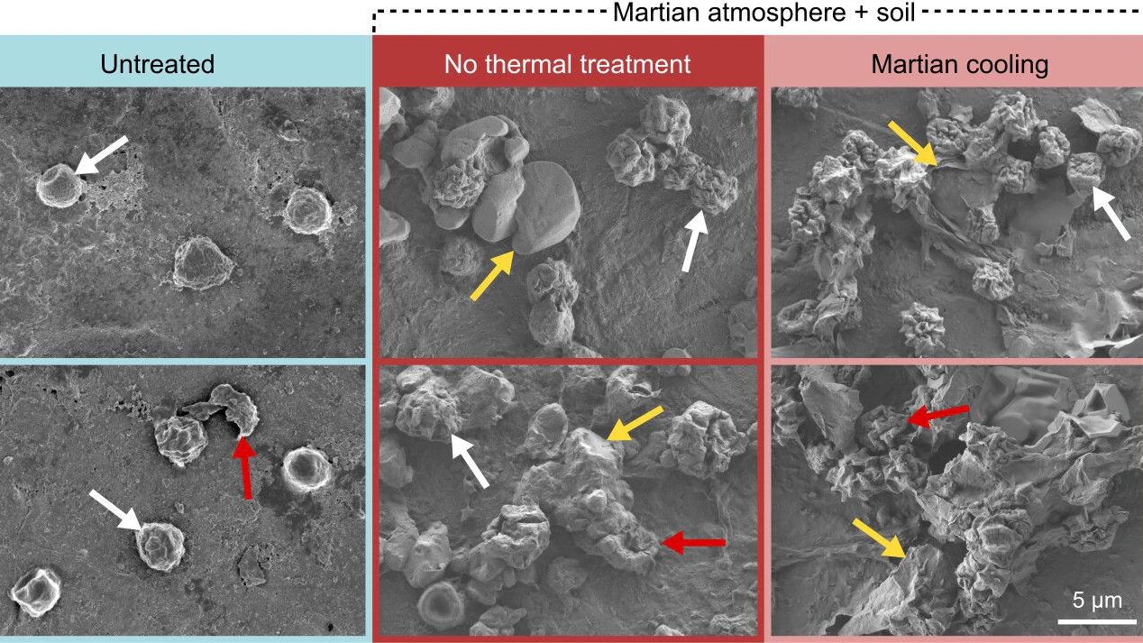 Einfluss simulierter Mars-Temperaturen auf das Überleben und die Morphologie von A. calidoustus-Konidien.