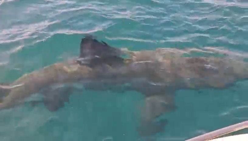 Der Hai vor der Küste von Frankreich war rund zehn Meter lang.