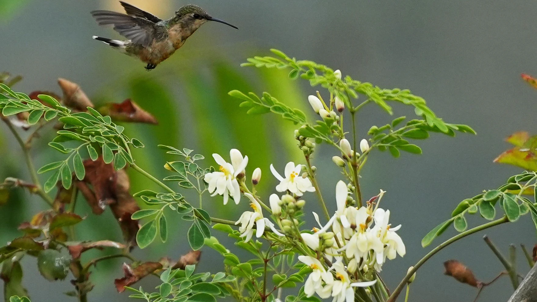 A hummingbird feeds on nectar from a moringa flower at the Praderas de Vida nursery in the San Juan de Miraflores district in Lima, Peru, Saturday, Jan. 31, 2026. (AP Photo/Guadalupe Pardo)