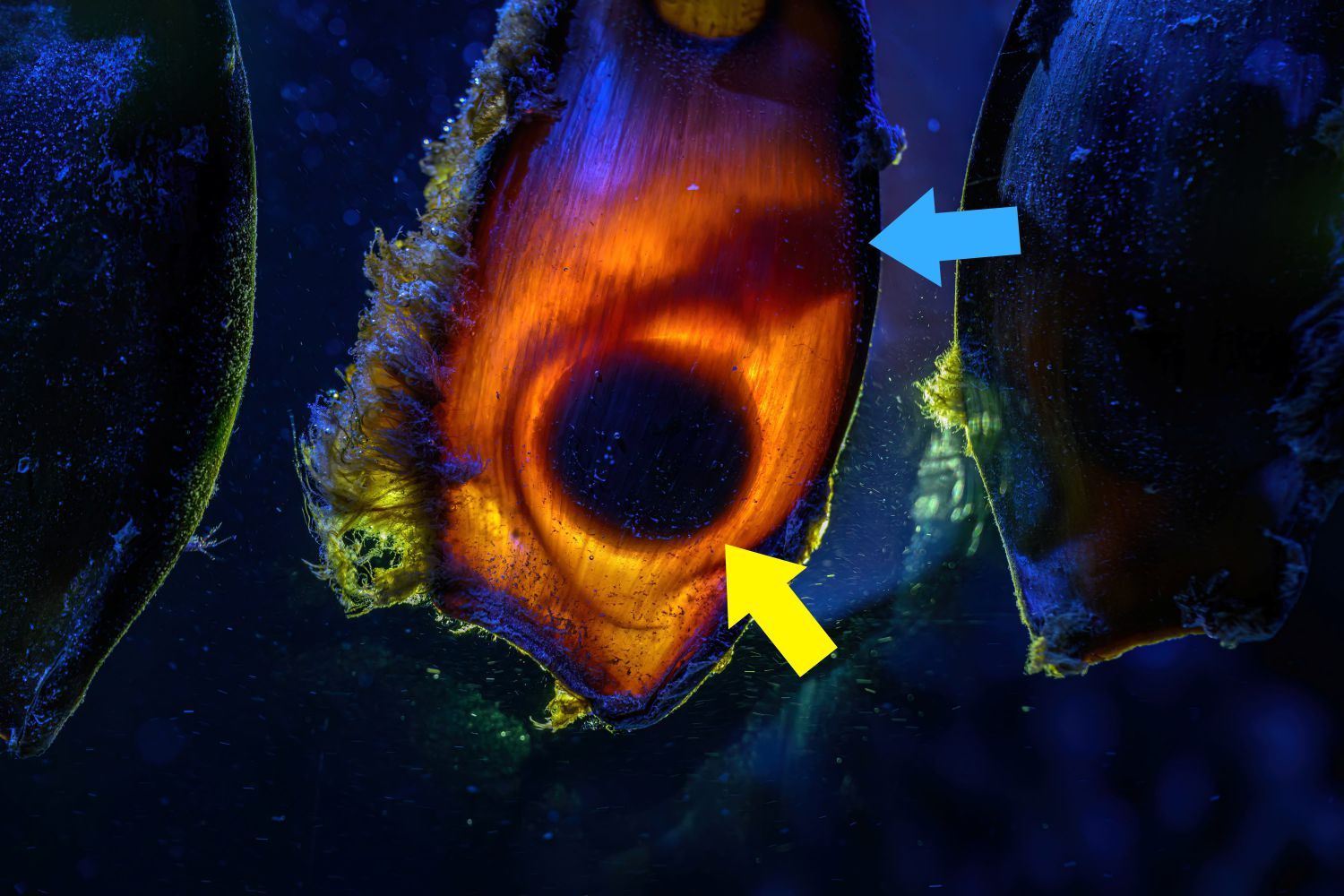 Heute.at - Im Ei! Hier lassen sich zum ersten Mal Haibabys blicken