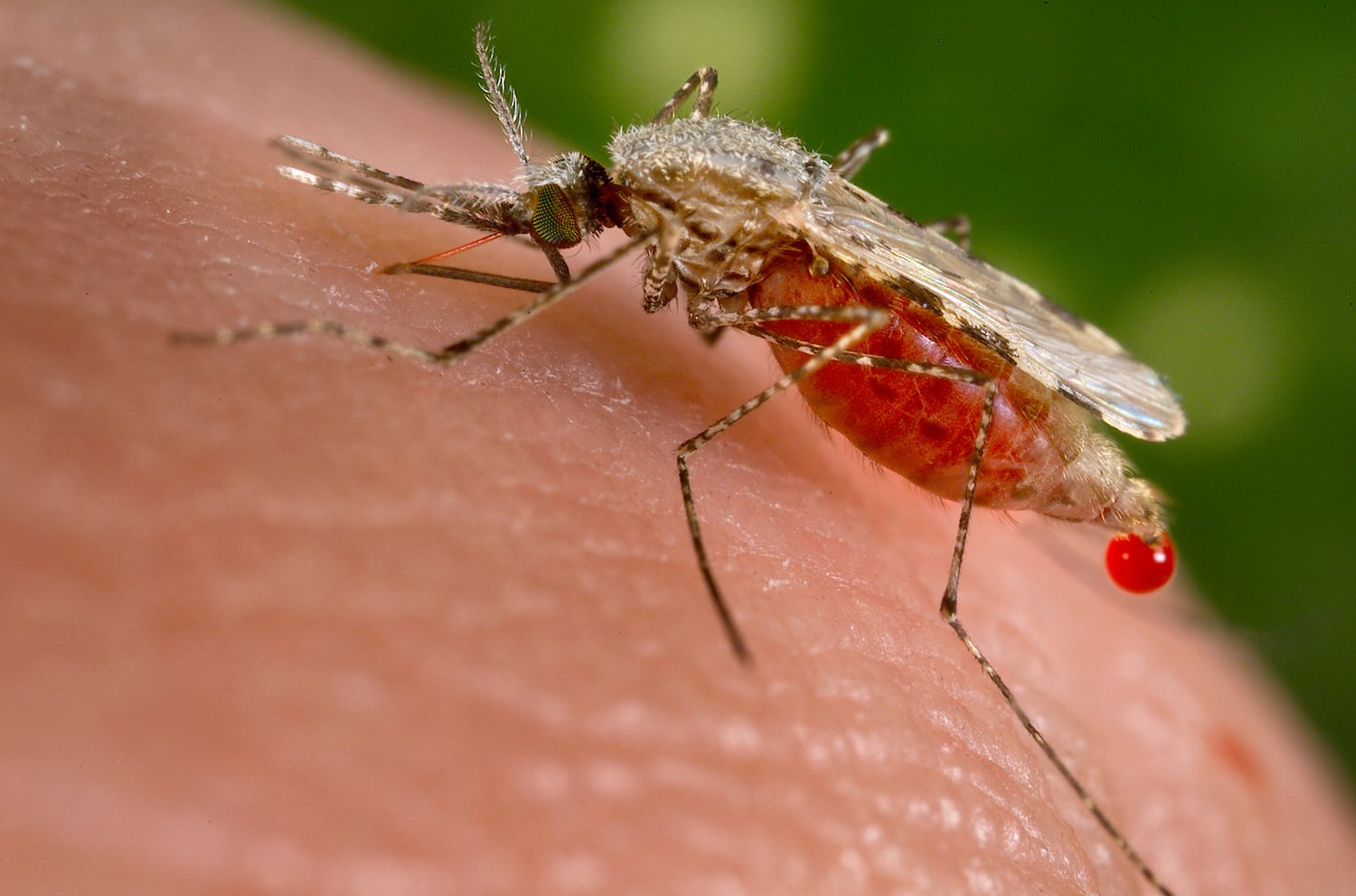 Heute.at - Experte – „Konkrete Gefahr“ von Malaria in Österreich