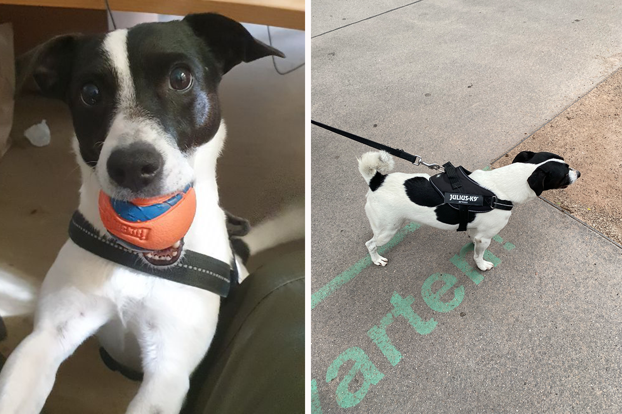 Heute.at - Wienerin verzweifelt: Von Hund Oskar fehlt jede Spur