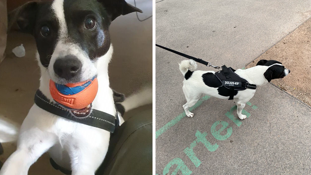 Für Denise ist eine Welt zusammengebrochen – ihr Hund "Oskar" ist wie vom Erdboden verschluckt.