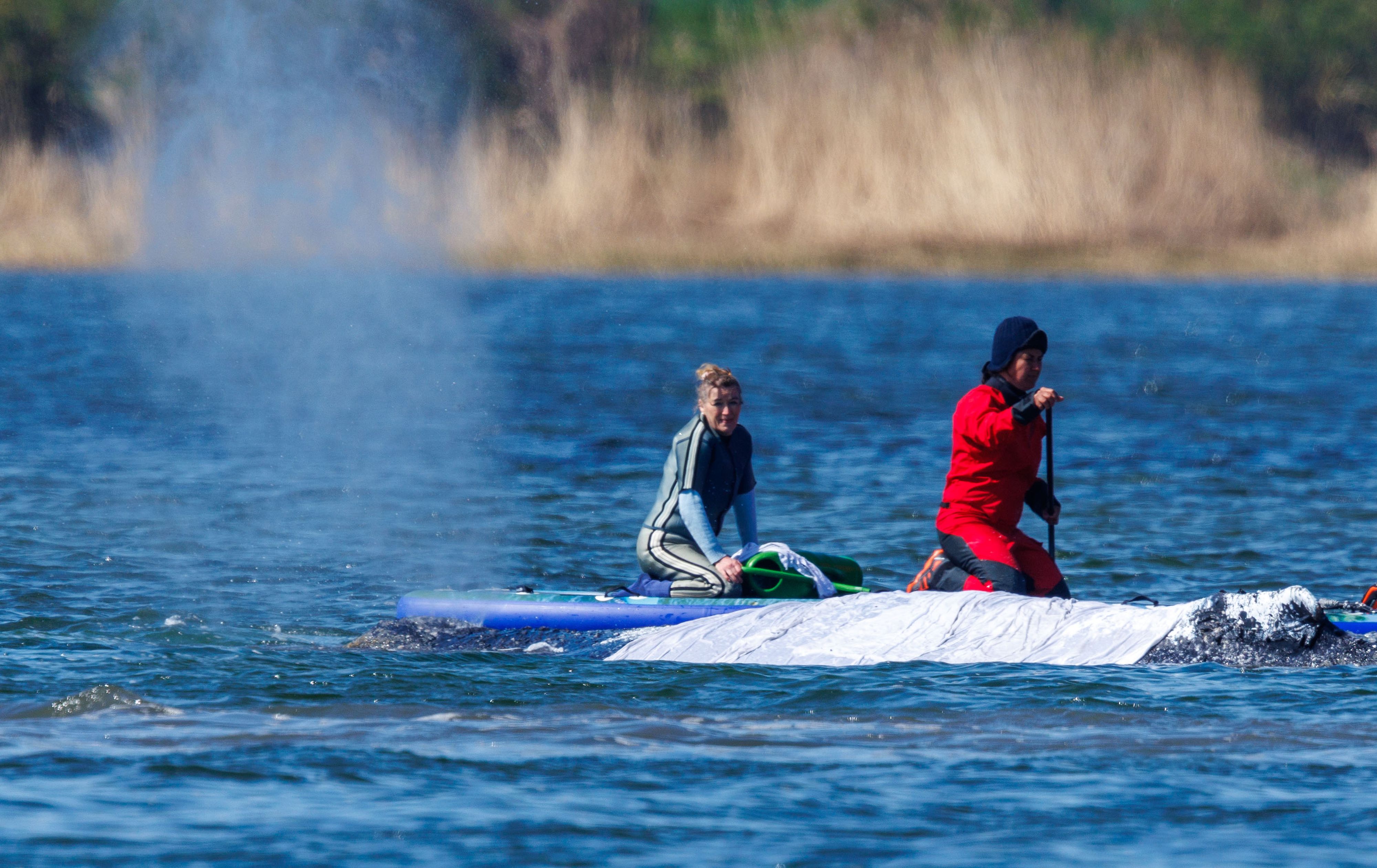 23. April 2026: Buckelwal 