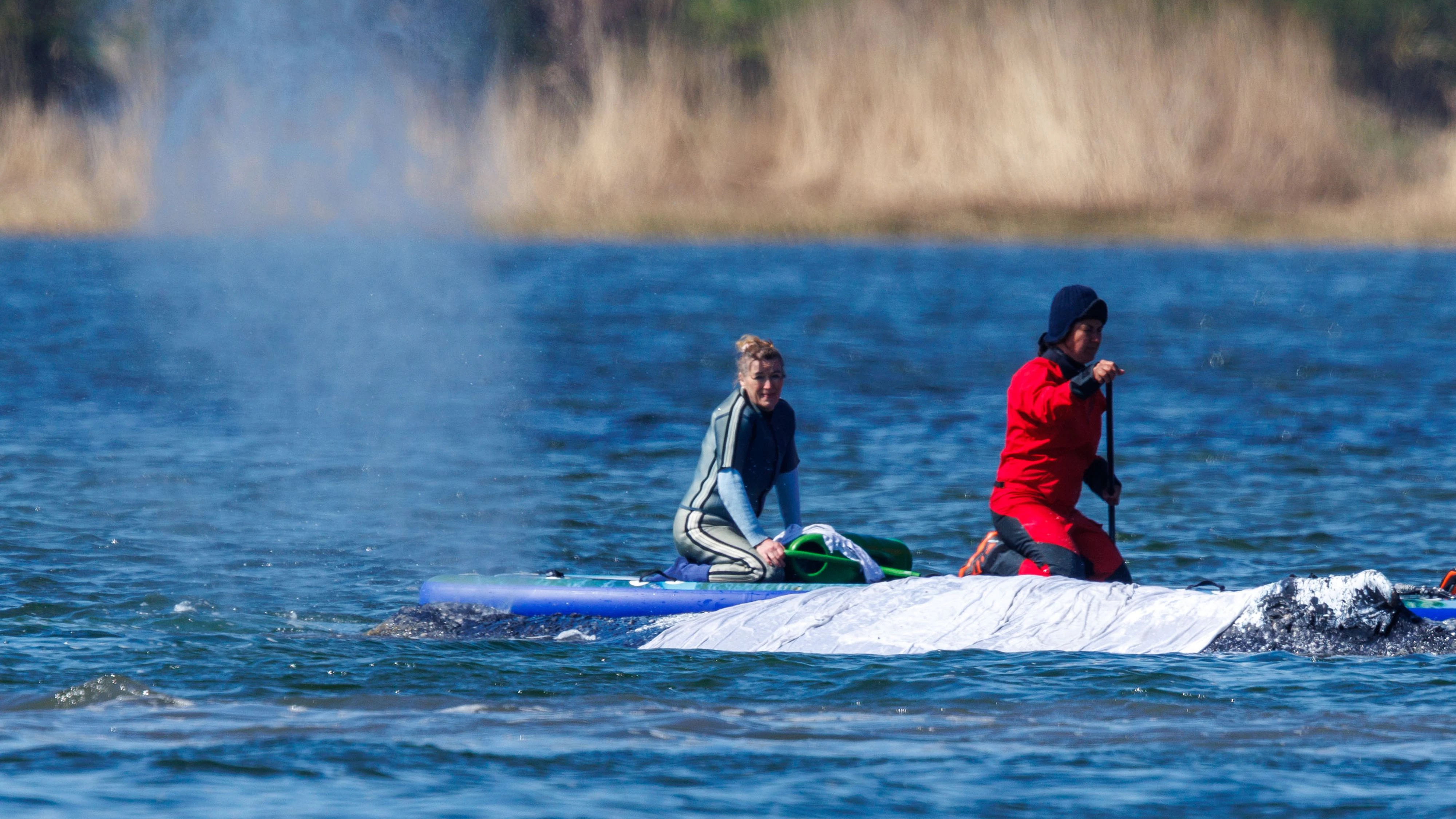 23. April 2026: Buckelwal "Timmy" hängt weiterhin in der Ostsee fest – die Sorge wächst.