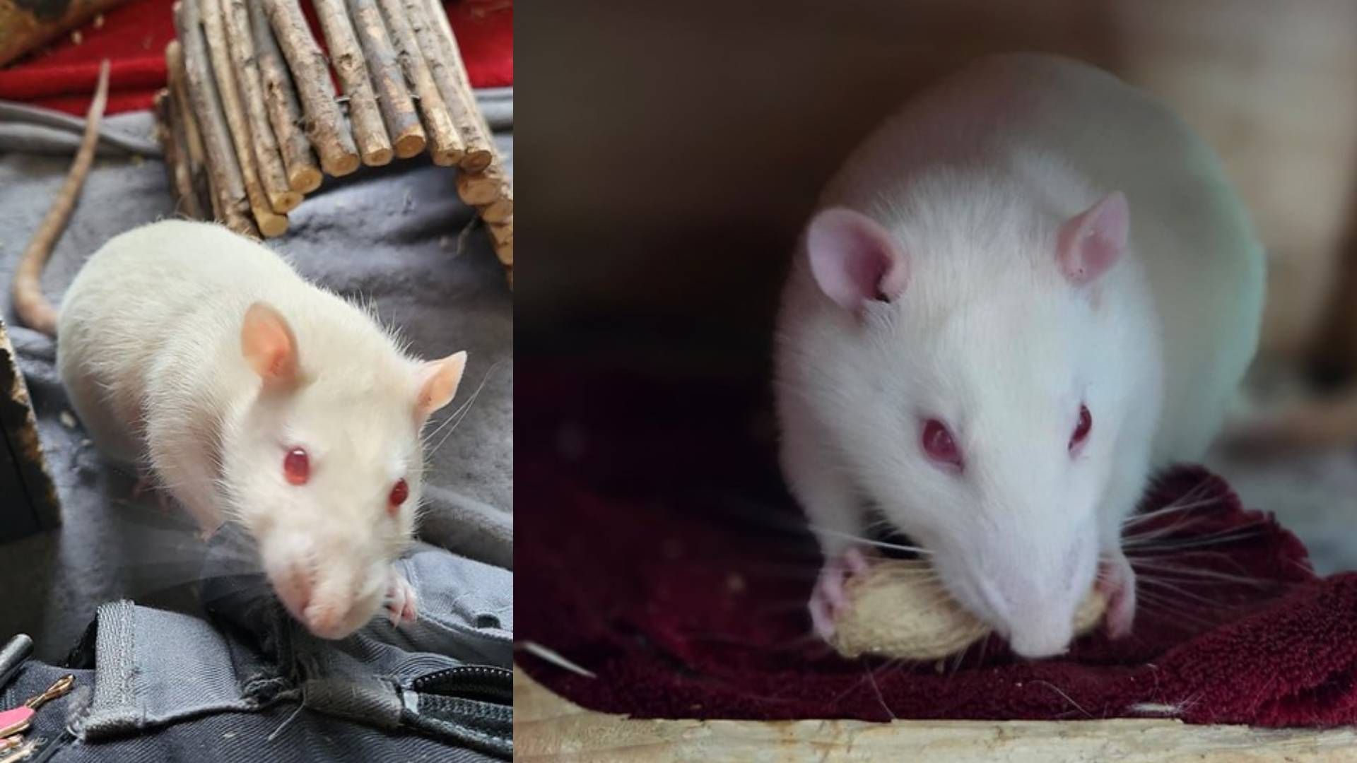 Heute.at - Ihr Dienst an der Menschheit verdient Respekt