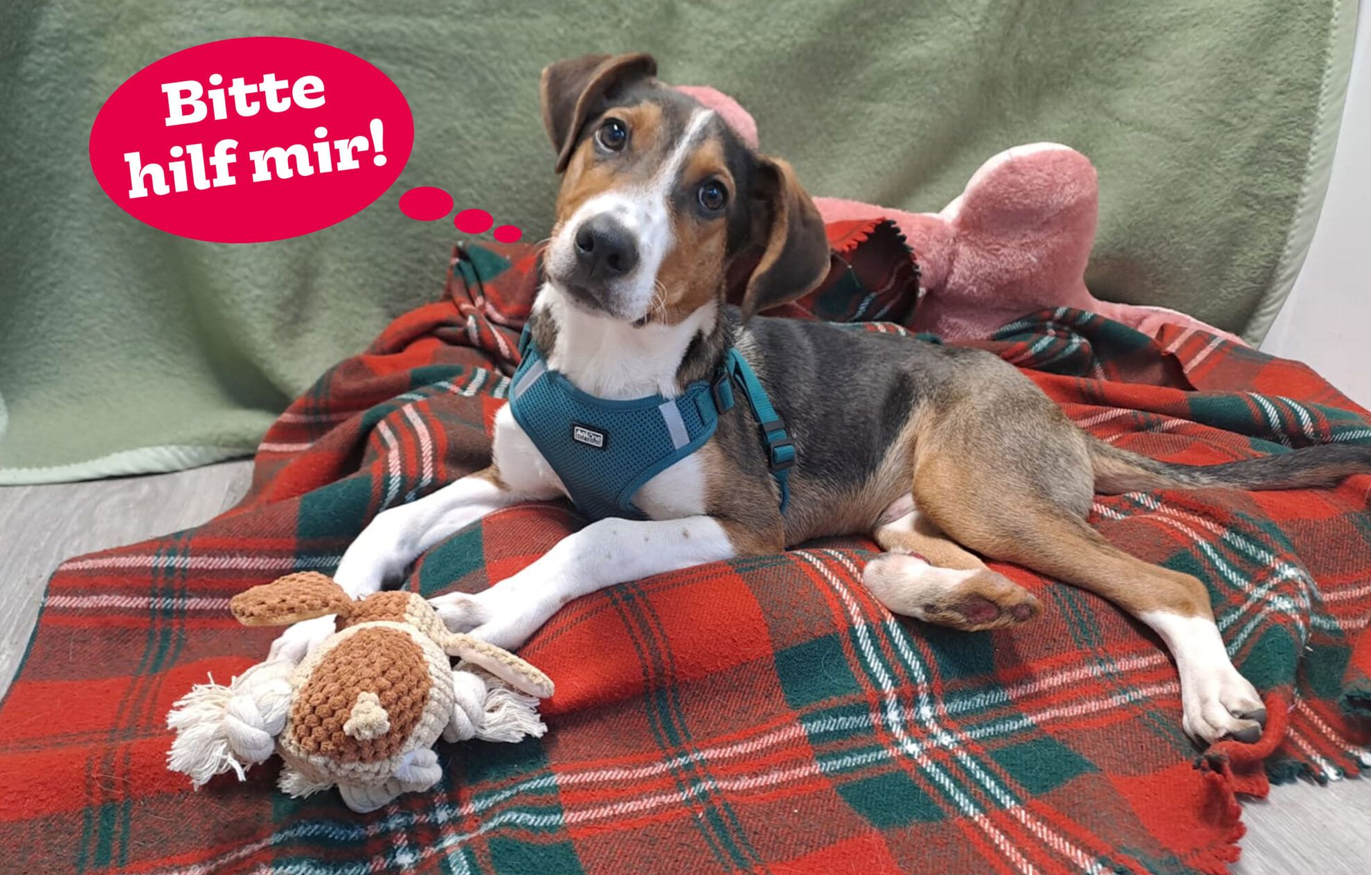 Heute.at - Miki Hinkebein! Im Tierheim, weil er nicht perfekt ist