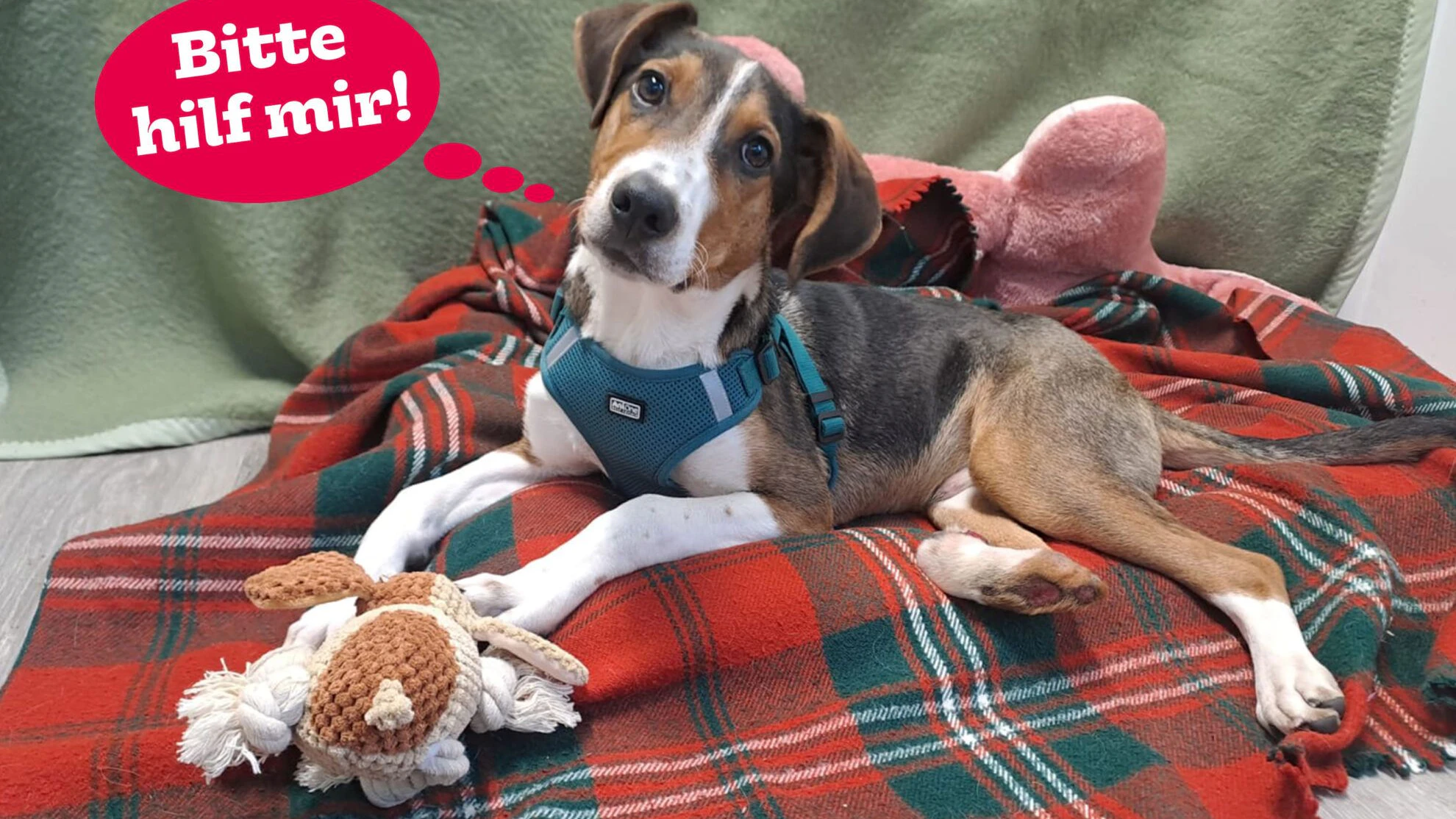 Der einjährige "Miki" braucht dringend deine Hilfe. 