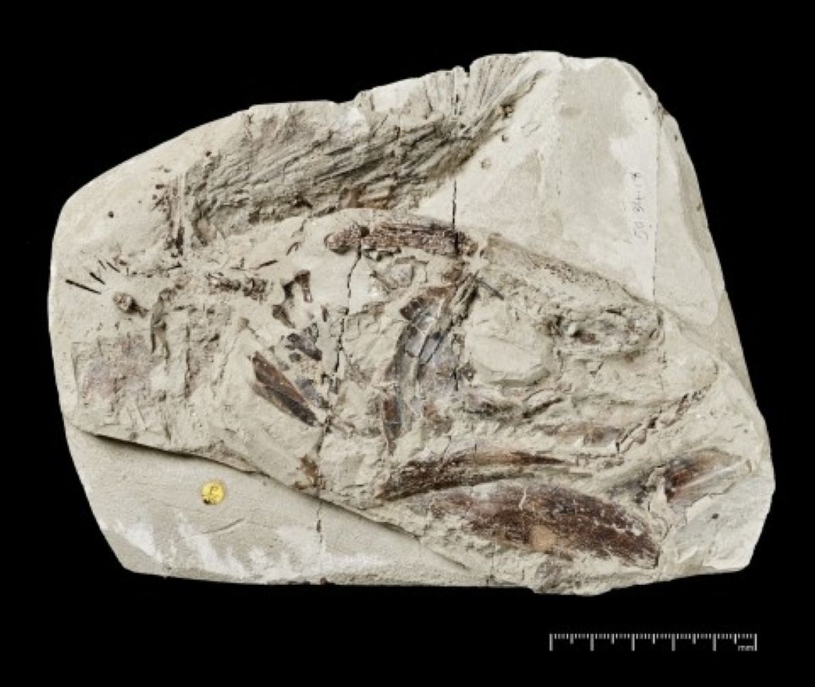 Ein Bild des Exemplars Macropoma gombessae.