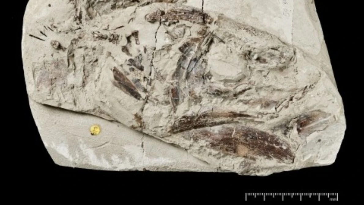 Ein Bild des Exemplars Macropoma gombessae.