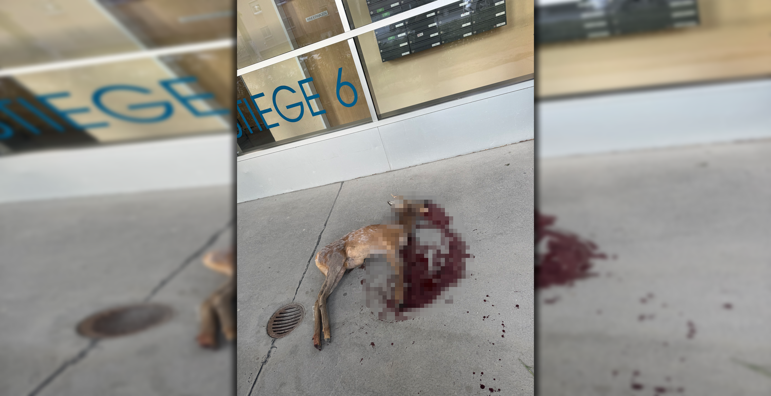 Heute.at - Unfassbar! Blutverschmierter Kadaver in Wien gefunden