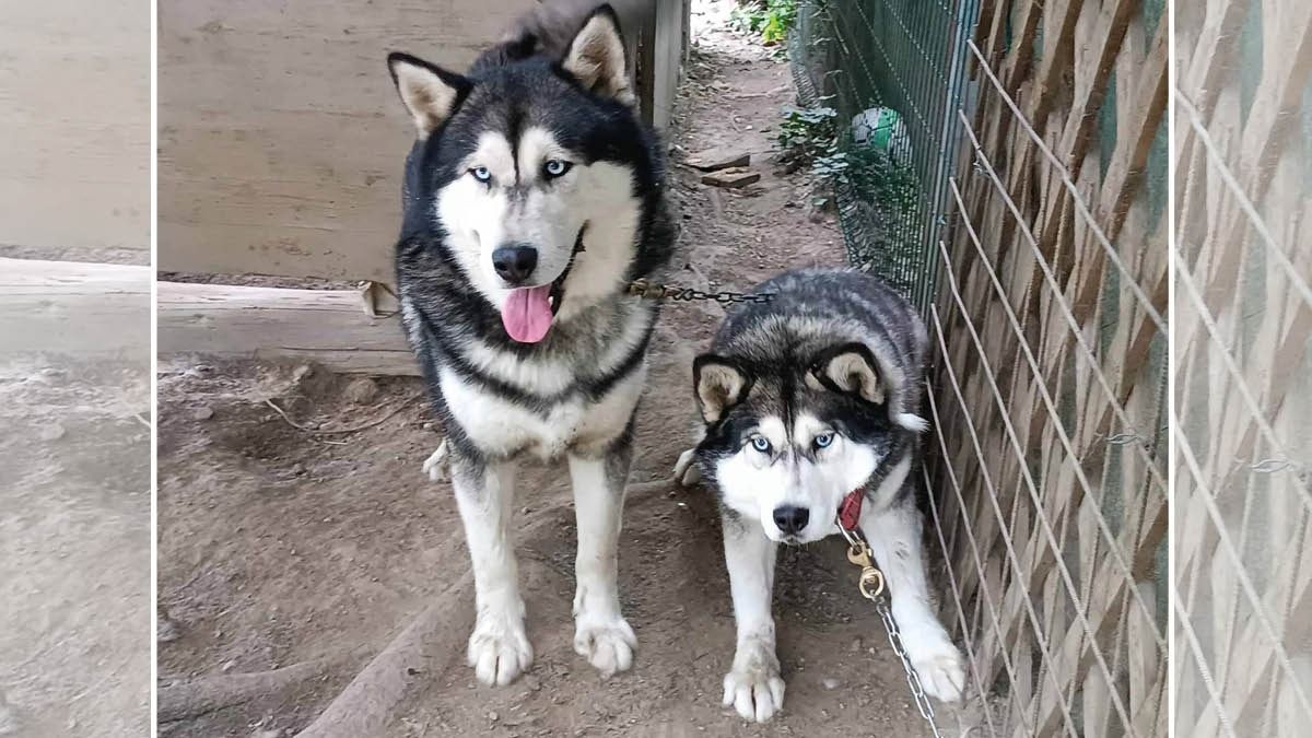 Heute.at - Schwerer Vorwurf: Huskys sind stundenlang angekettet