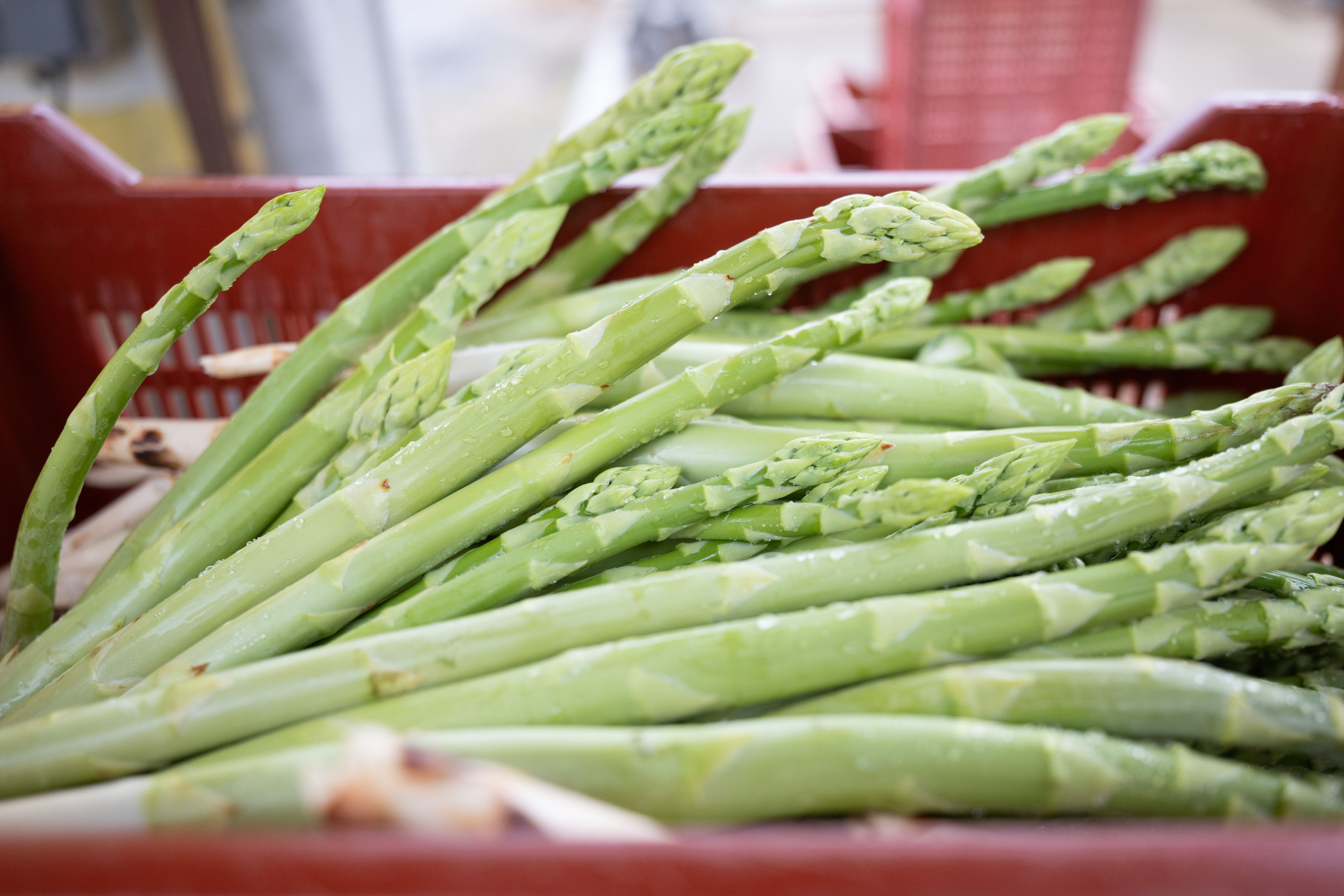 Heute.at - Teurere Preise! Spargelbauern kämpfen mit Mehrkosten
