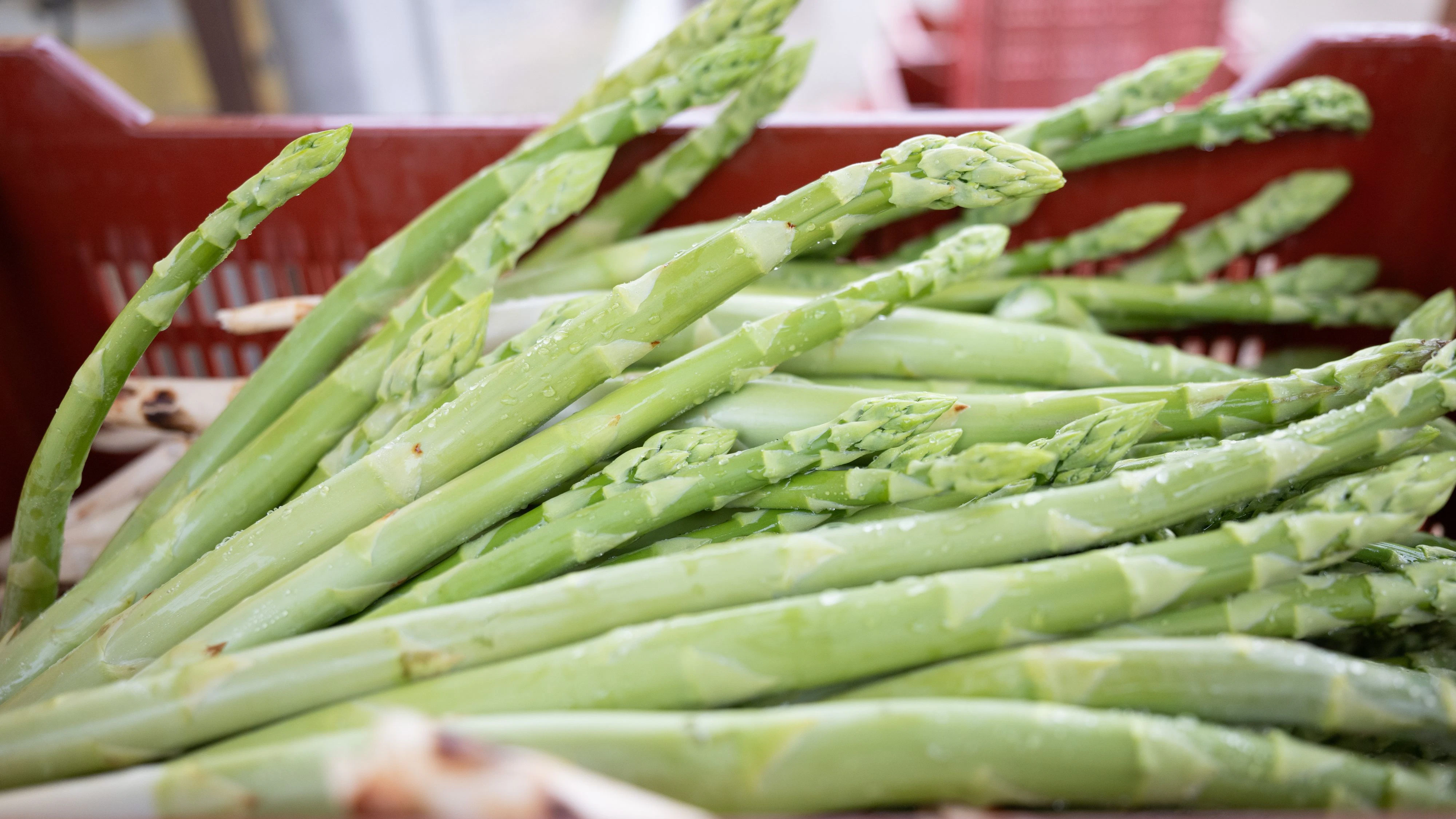 10 April 2026, Saxony, Nieschütz: Fresh green asparagus lies in a box. The asparagus season traditionally lasts until June 24. Photo: Sebastian Kahnert/dpa