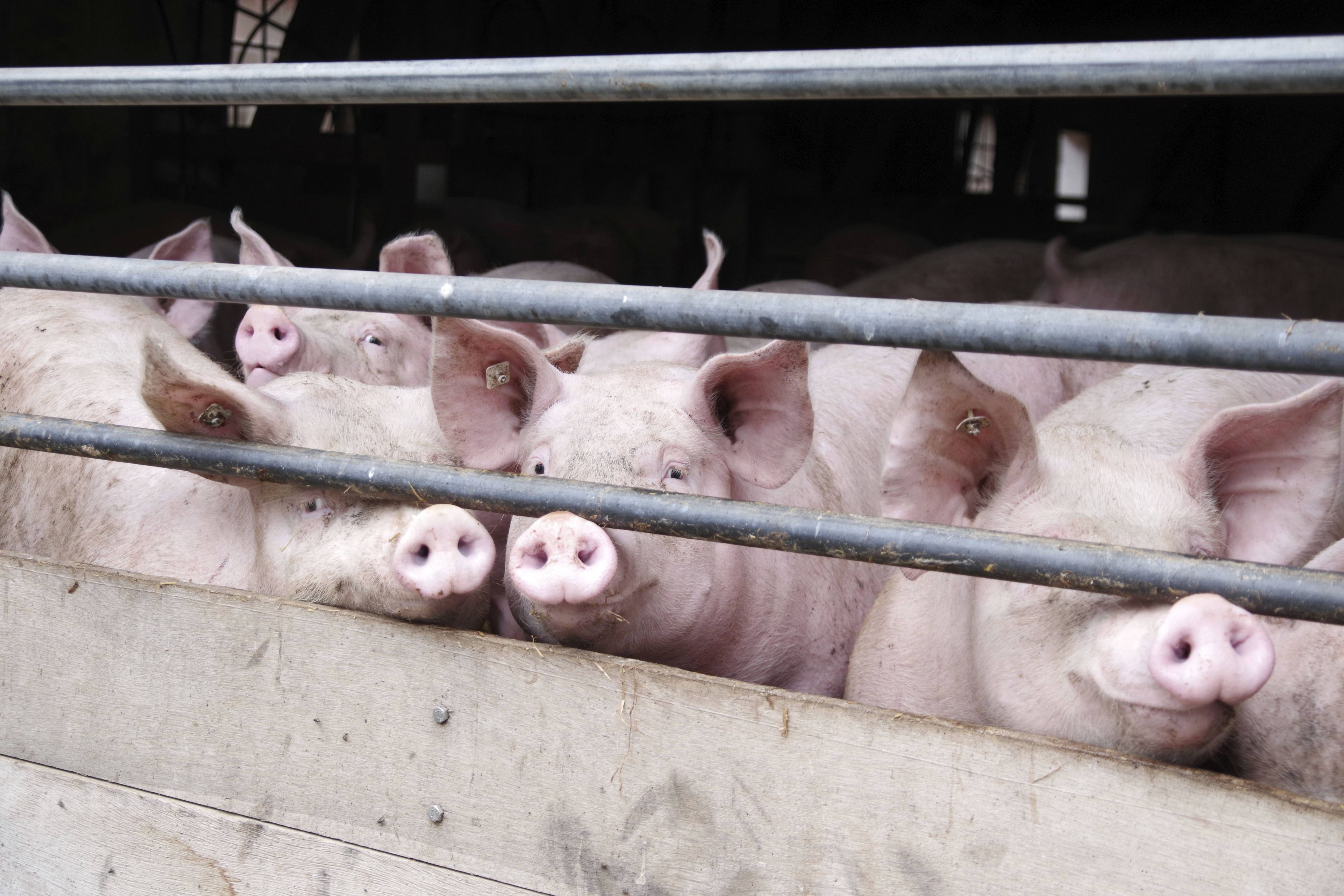 Die Tiere litten unter starkem Hunger und Durst.