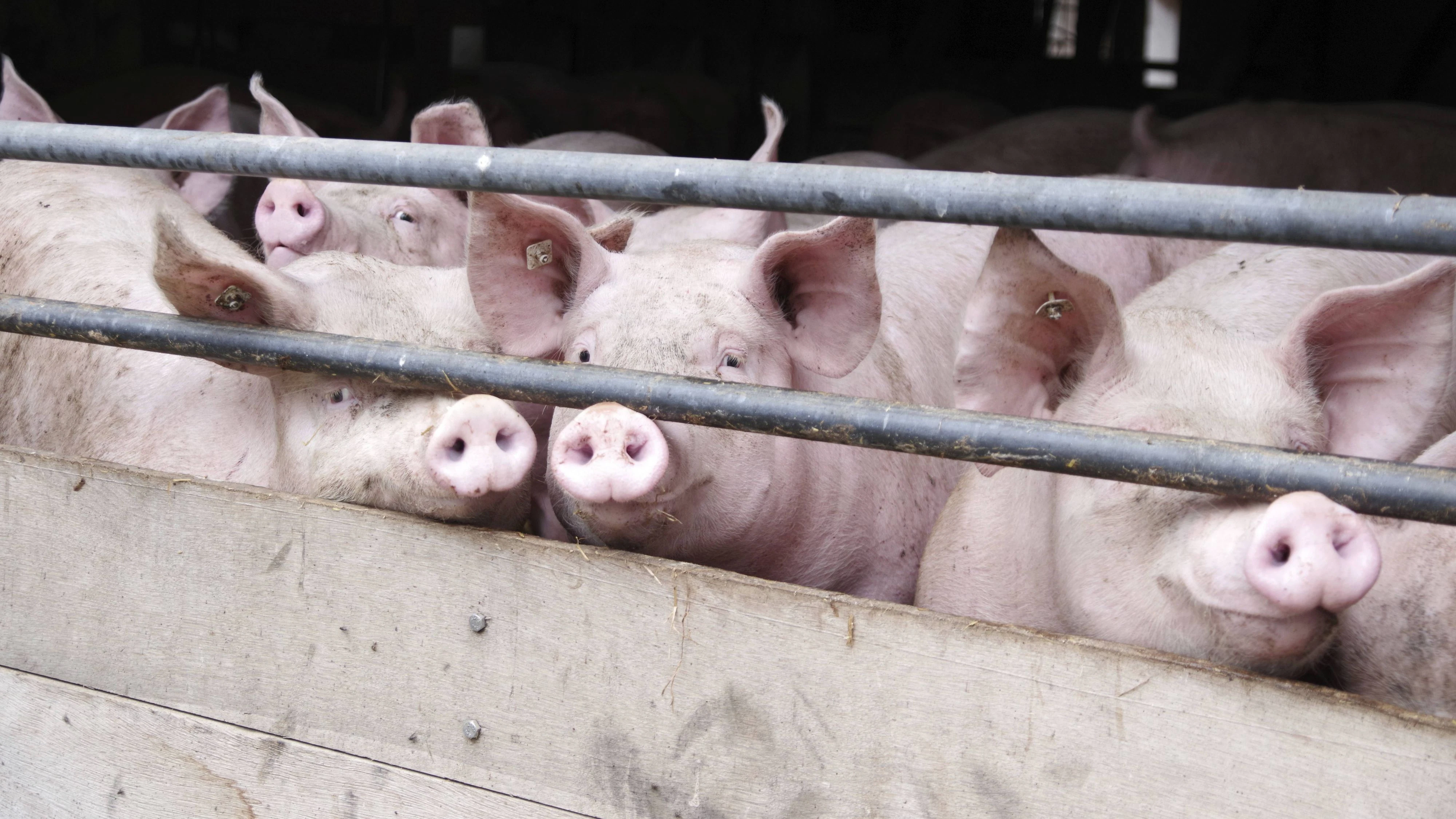 Die Tiere litten unter starkem Hunger und Durst.