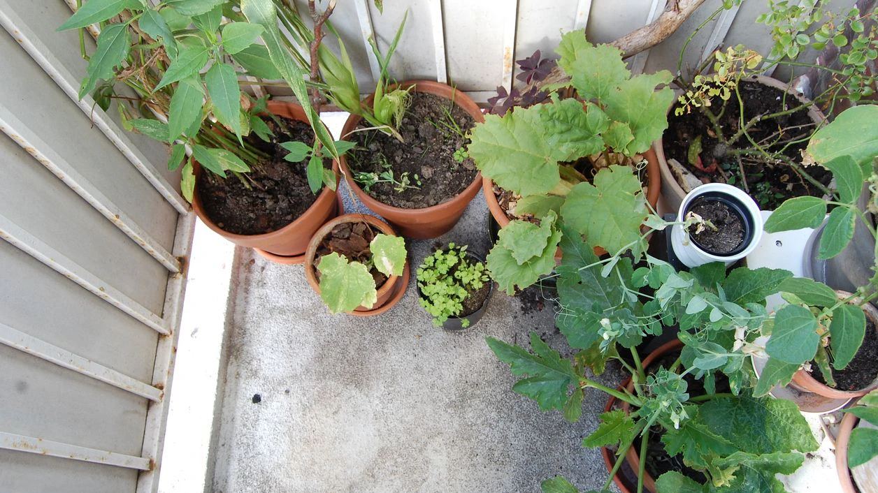 Potted plants: pea plant in bloom, some jerusalem artichokes, pumpkins, a rose and parsley.