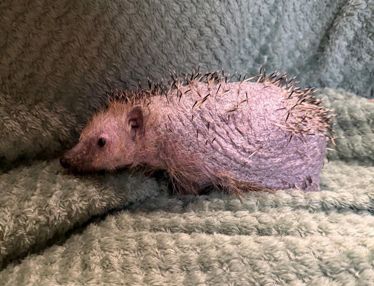 Heute.at - Armer Nackiger! Igel hat kaum Stacheln und kein Fell